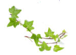 ivy